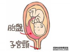 关于怀孕的知识：小胎盘是必不可少的。五大功
