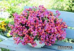 冬天有什么样的花？这些“三种花”适合栽培和