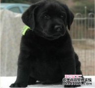 可以大卖大狗，你认为拉布拉多每600元的销售价