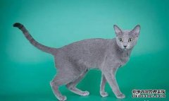 俄罗斯蓝猫的个性特征和喂养方法可以理解以下
