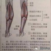小牛的肌肉会如何生长？