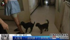 张佳答应在途中翻译六七只流浪狗并采用它们一