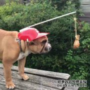 帕格突然听到关键词和闪烁，主人正好恢复了狗