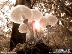 当时“House of Mushrooms”节省的所有钱花在“Ming