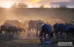 当主人拿起水桶时，他找不到任何人帮忙。结果