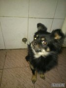 我听到狗粮的声音，跑下楼梯。看到有缺陷的手