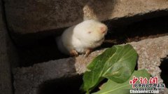 白化熊神农架目前被科学家认定为亚洲黑熊的白
