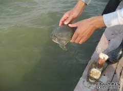 那是我们国家的塘沽洪水泛滥吗？每次我去玩L