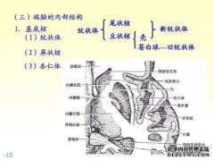 纹状体包含晶状体核和尾状核。