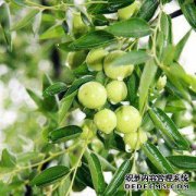 [沾化冬枣苗有售，沾化冬枣苗有5处]