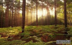 林林伟格林负责。召回庆阳市森林安全局党支部