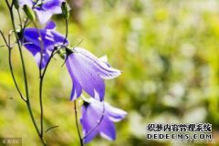 为什么73和84这辈子是两个障碍？什么是压力和陈