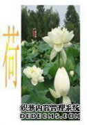 从这些大圆盘上出来的白莲花是什么意思？解释