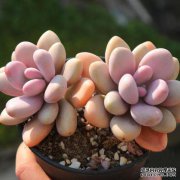 如何提高肉质-桃鸡蛋（桃鸡蛋），姿势饱满！