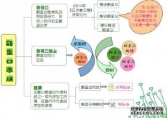 [CK2h]重组人酪蛋白激酶2全酶重组酪蛋白激酶2全酶