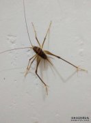 在樟树中像蠕虫一样生长的昆虫是什么？