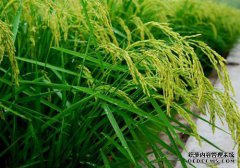 水稻使用哪种叶面肥来促进集聚？