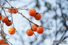 狼在哪里干燥？如何变干
