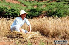 梦想收割小麦意味着什么？