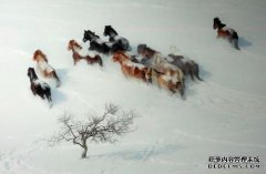 图瑞一号（Turee One）中有一名警察在与人争吵。