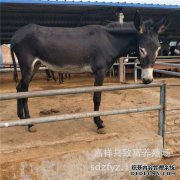 成年肉的重量是多少，肉多少钱？