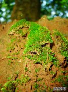 [残留的苔藓残留]