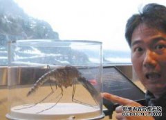 世界上最大的蚊子。