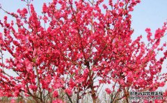 [天桃和开种子]