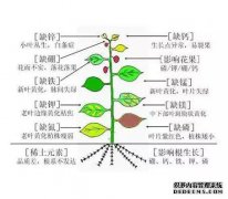 人体必需的“第七种营养素”