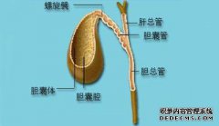 人胰腺在哪里？