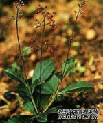 人参栽培方法