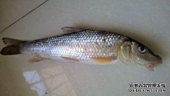 头上有三根刺。什么是留胡子的鱼？