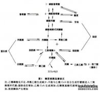 724糖原高的原因是什么？