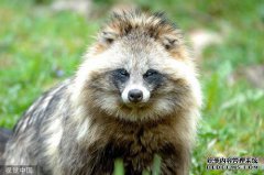 Z姜安吉红外热像仪拍摄郑州一对母子夫妇仍属首