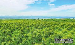 关于2012年春季如何做好引水工作的公告