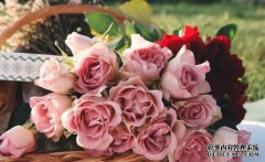 如果荔枝没有开花并且没有到达末尾会怎样？荔