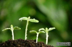 天然棕榈产业的自然梦想，继续绿色健康梦想