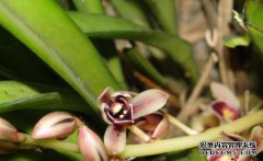 几乎没有栽培方法和注意事项