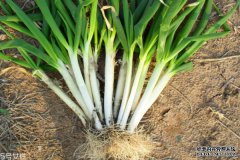 2个干韭菜（约2个）