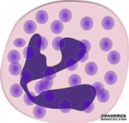 嗜酸性粒细胞百分比为6.3，嗜碱性粒细胞百分比