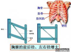 前后直径是多少？