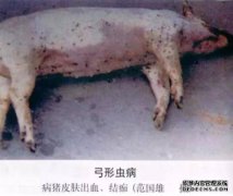 中间发生了什么，硬摔之王，当前花招的主人，