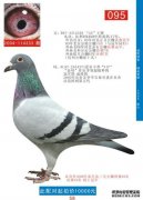 ning宁山黎族鸽拍卖会