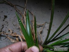 [刺苗，老刺苗，秧苗]